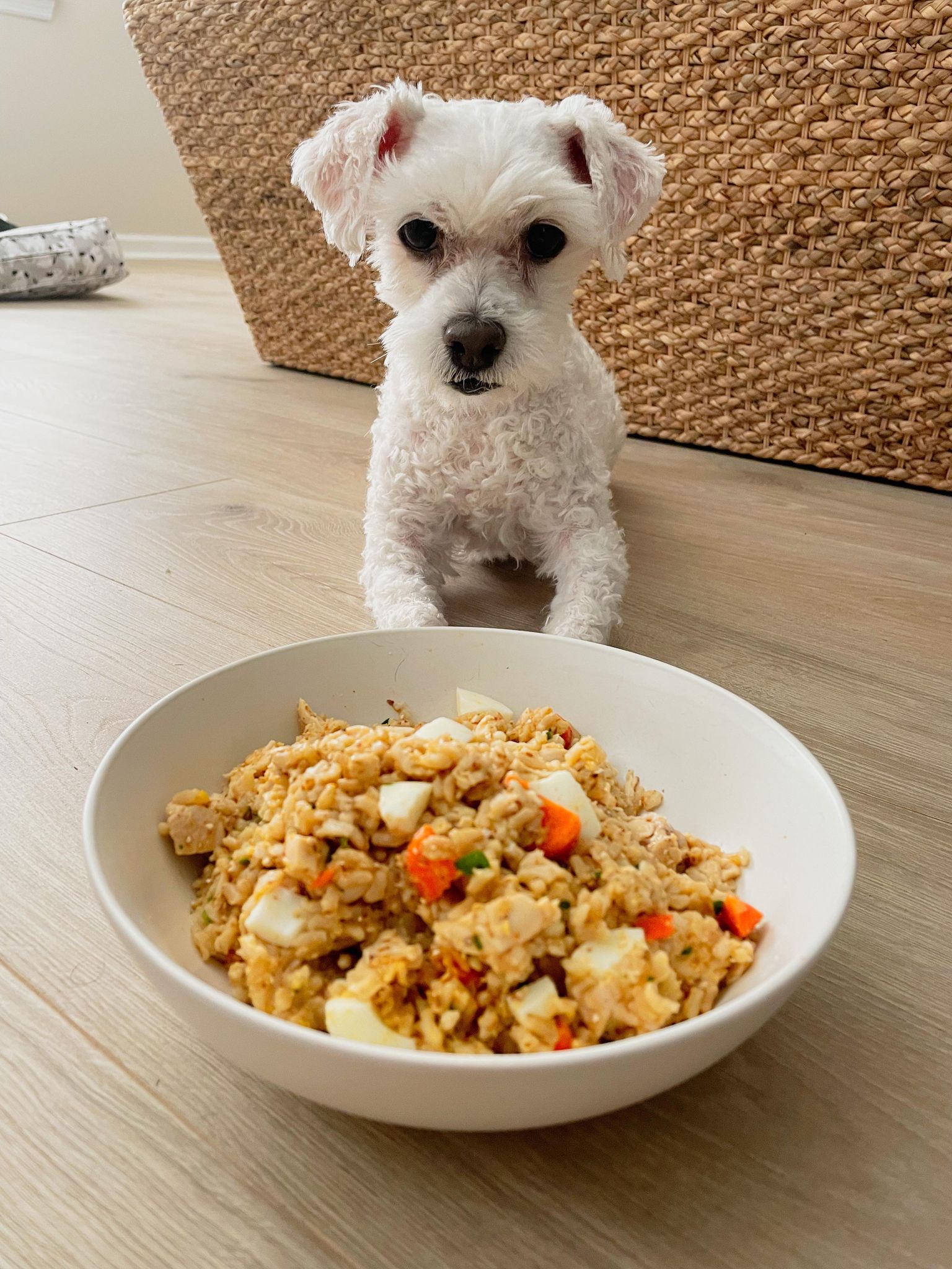 Homemade Dog Food - Espresso And Lime